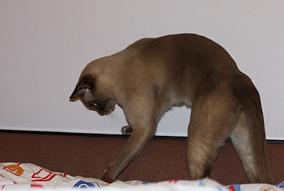 click for enlarge 954 X 644 365.7 Kb picture