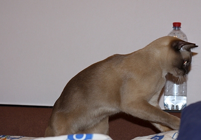 click for enlarge 1104 X 768 468.0 Kb picture