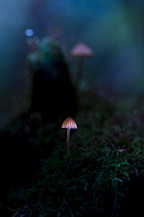 click for enlarge 641 X 962 229.6 Kb picture