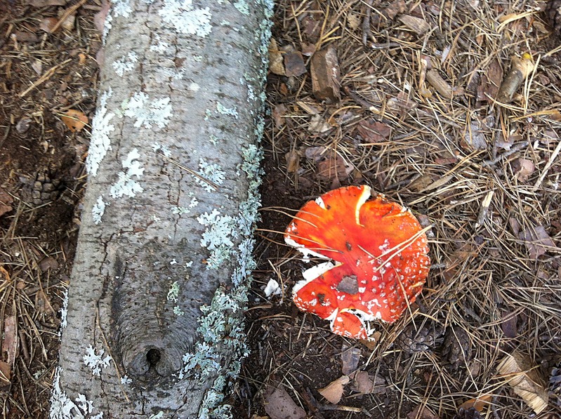 click for enlarge 1920 X 1434 478.4 Kb picture