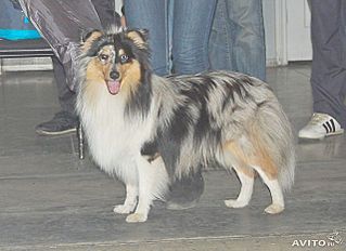 click for enlarge 640 X 465 44.8 Kb picture