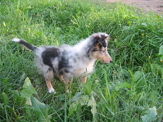 click for enlarge 1920 X 1440 871.5 Kb picture