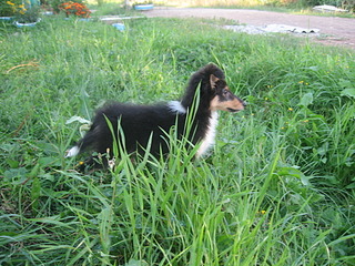 click for enlarge 1920 X 1440 793.8 Kb picture