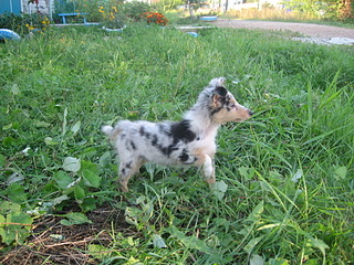 click for enlarge 1920 X 1440 999.0 Kb picture