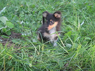 click for enlarge 1920 X 1440 818.3 Kb picture