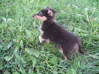 click for enlarge 1920 X 1440 958.2 Kb picture