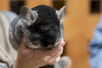 click for enlarge 798 X 532 97.3 Kb picture