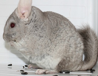 click for enlarge 1919 X 1482 422.9 Kb picture