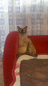 click for enlarge 675 X 1200 87.1 Kb picture
