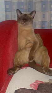 click for enlarge 675 X 1200 102.8 Kb picture