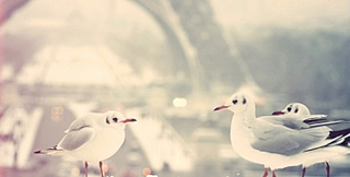 click for enlarge 710 X 360 120.9 Kb picture