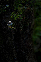 click for enlarge 598 X 900 168.3 Kb picture