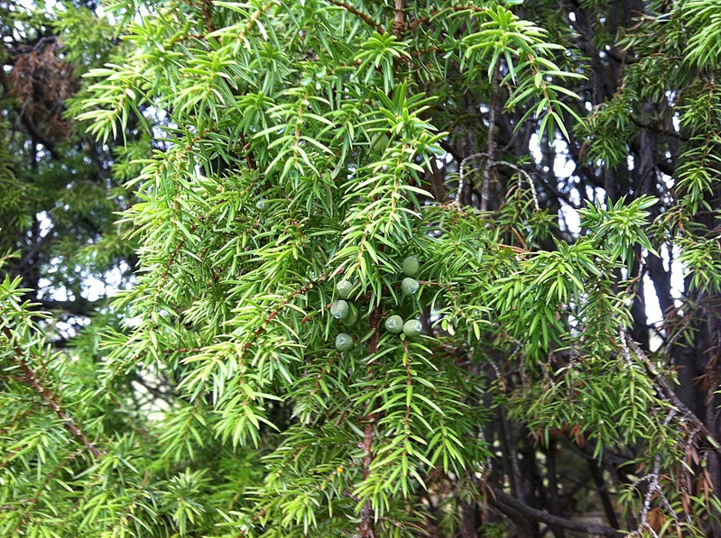 click for enlarge 1920 X 1434 439.8 Kb picture