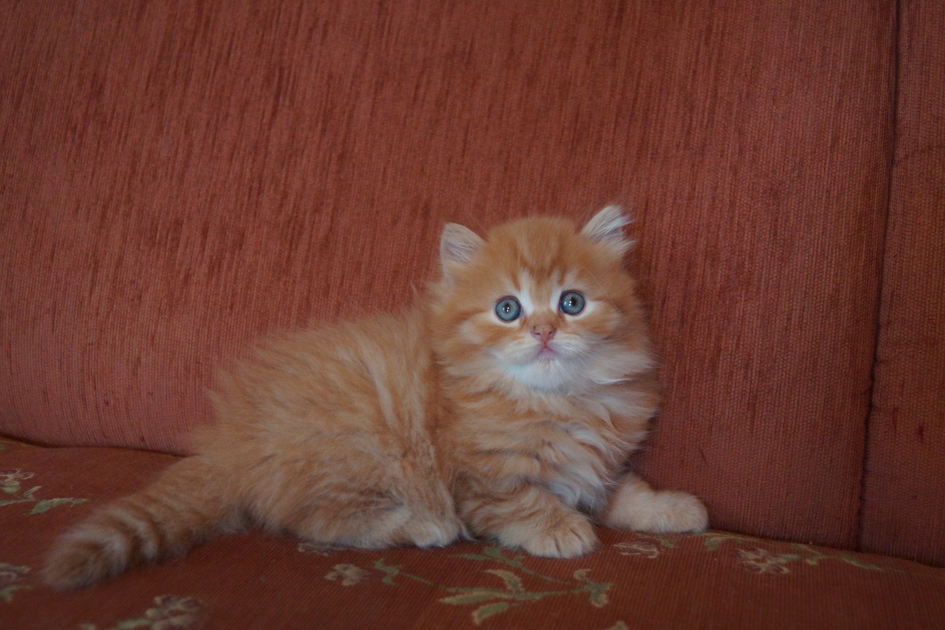 Шотландский котенок прямоухий рыжий