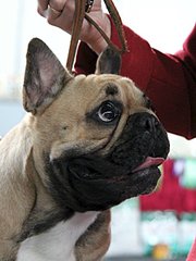 click for enlarge 480 X 640 47.1 Kb picture