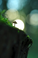 click for enlarge 531 X 800 179.1 Kb picture