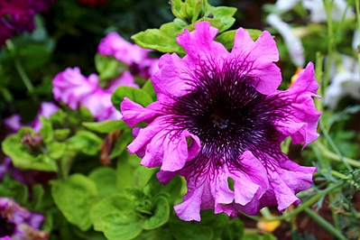 click for enlarge 1024 X 682 229.1 Kb picture