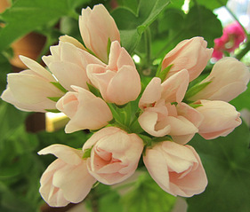 click for enlarge 901 X 768 141.0 Kb picture