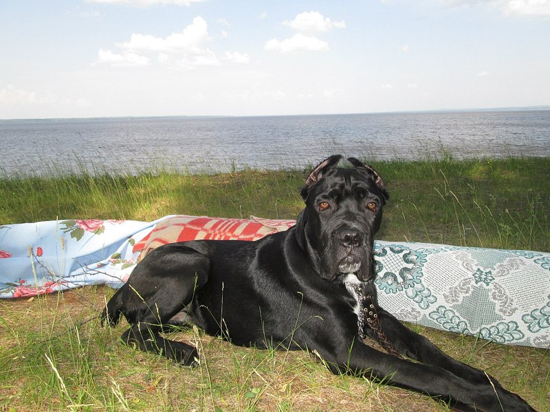 click for enlarge 1280 X 960 317.4 Kb picture