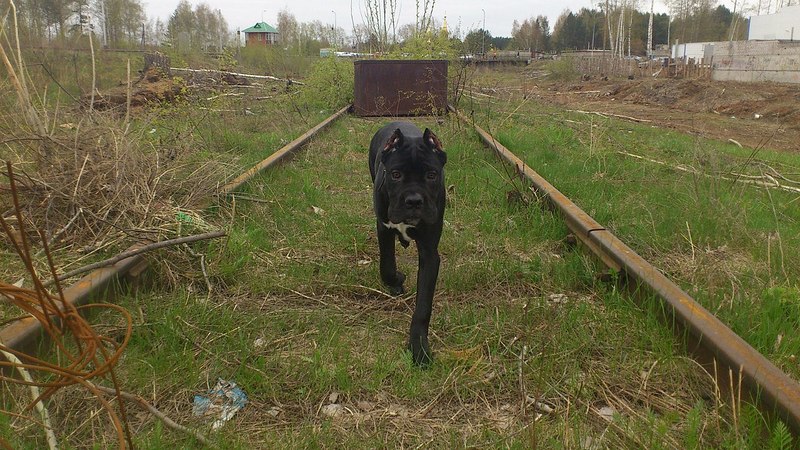 click for enlarge 1280 X 720 300.0 Kb picture