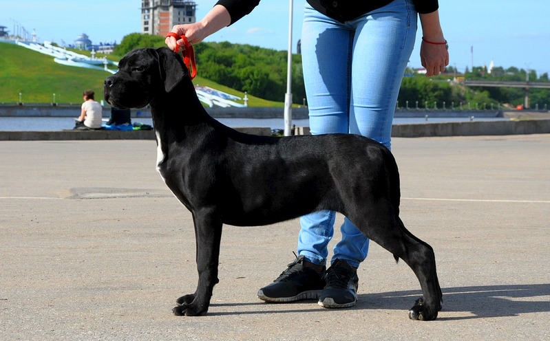 click for enlarge 1510 X 937 987.4 Kb picture