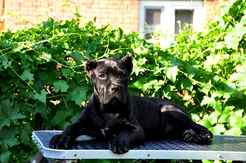 click for enlarge 1024 X 680 488.1 Kb picture