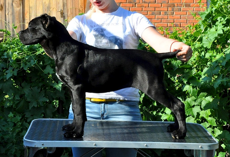 click for enlarge 1024 X 700 522.6 Kb picture