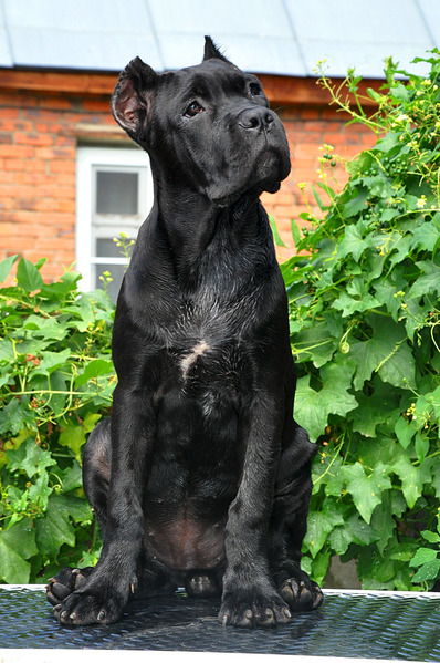 click for enlarge 1424 X 2144 354.3 Kb picture