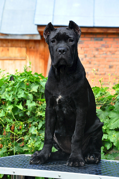 click for enlarge 1424 X 2144 300.8 Kb picture