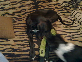 click for enlarge 1920 X 1440 344.7 Kb picture