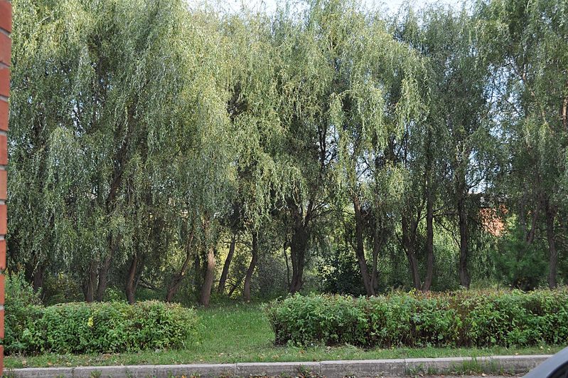 click for enlarge 1920 X 1275 835.7 Kb picture