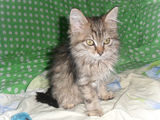 click for enlarge 1920 X 1440 679.0 Kb picture