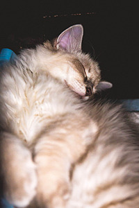 click for enlarge 1920 X 2879 678.7 Kb picture