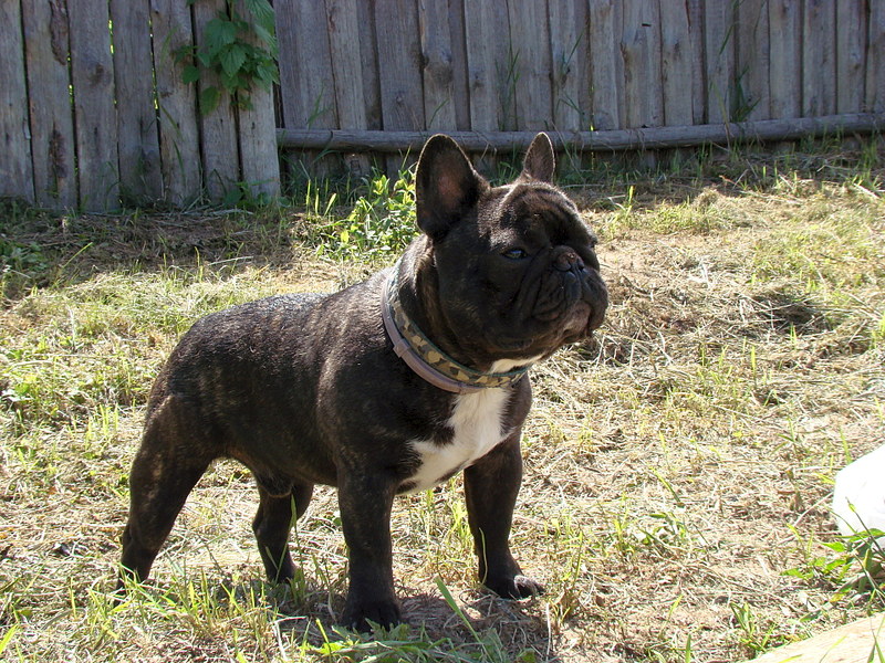 click for enlarge 1920 X 1440 958.4 Kb picture