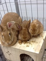 click for enlarge 605 X 807 96.8 Kb picture