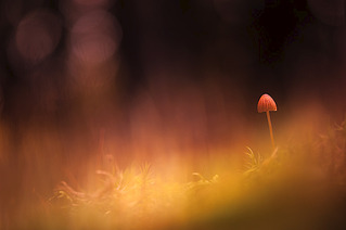 click for enlarge 1000 X 664 69.5 Kb picture