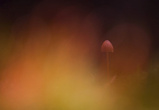 click for enlarge 1000 X 693 101.7 Kb picture