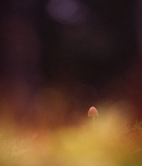 click for enlarge 900 X 1052 113.4 Kb picture