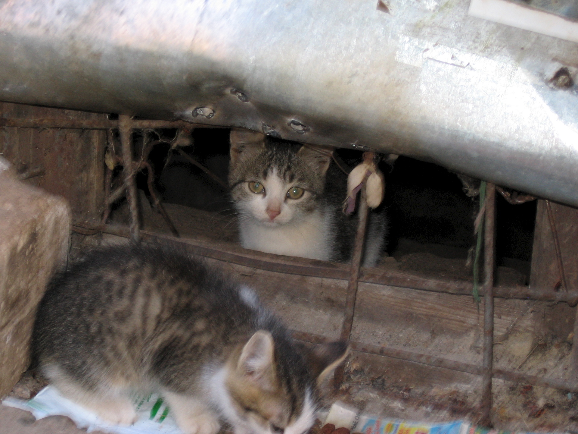 Кошки в подвале дома. Котенок в подвале. Подвальные котята. Кошка с котятами в подвале. Подвал котиков.