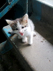 click for enlarge 300 X 400 30.0 Kb picture