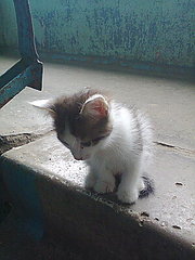 click for enlarge 300 X 400 30.3 Kb picture