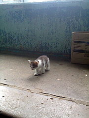 click for enlarge 300 X 400 32.4 Kb picture