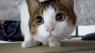 click for enlarge 500 X 281 541.4 Kb picture