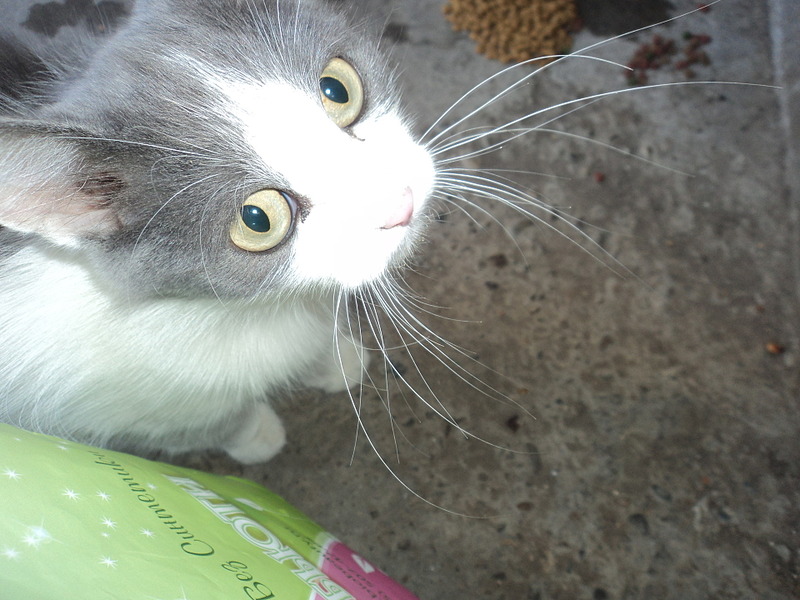 click for enlarge 1920 X 1440 571.4 Kb picture