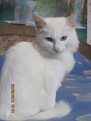 click for enlarge 1920 X 2560 924.7 Kb picture