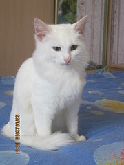 click for enlarge 1920 X 2560 949.1 Kb picture