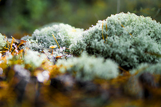 click for enlarge 1920 X 1276 238.0 Kb picture
