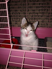 click for enlarge 1920 X 2560 341.0 Kb picture