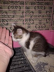 click for enlarge 1920 X 2560 538.0 Kb picture