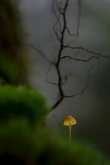 click for enlarge 800 X 1199 157.8 Kb picture